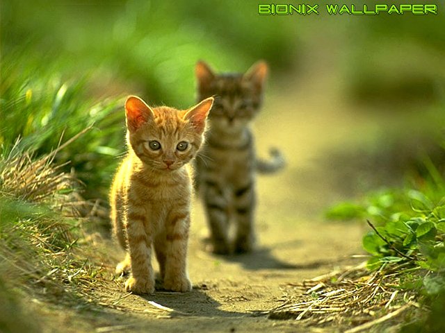 Bionix Wallpaper - Green cats - Tile example